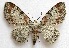  (Eupithecia spermaphaga - BIOUG00849-G05)  @15 [ ] CreativeCommons - Attribution Non-Commercial No Derivatives (2011) Unspecified Unspecified