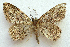  (Mycterophora rubricans - BIOUG00850-B11)  @14 [ ] CreativeCommons - Attribution Non-Commercial No Derivatives (2011) Unspecified Unspecified