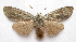  (Lithophane gausapata - BIOUG00850-E06)  @15 [ ] CreativeCommons - Attribution Non-Commercial No Derivatives (2011) Unspecified Unspecified