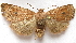  (Anathix puta - BIOUG00850-F06)  @14 [ ] CreativeCommons - Attribution Non-Commercial No Derivatives (2011) Unspecified Unspecified