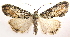  (Evergestis subterminalis - BIOUG06714-F05)  @14 [ ] CreativeCommons - Attribution (2012) CBG Photography Group Centre for Biodiversity Genomics