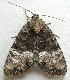  ( - BIOUG06714-F12)  @12 [ ] CreativeCommons - Attribution (2012) CBG Photography Group Centre for Biodiversity Genomics