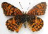  ( - BIOUG06722-A08)  @13 [ ] CreativeCommons - Attribution (2012) CBG Photography Group Centre for Biodiversity Genomics