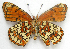  ( - BIOUG06722-A08)  @13 [ ] CreativeCommons - Attribution (2012) CBG Photography Group Centre for Biodiversity Genomics