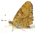  (Phyciodes - BIOUG06722-A10)  @15 [ ] CreativeCommons - Attribution (2012) CBG Photography Group Centre for Biodiversity Genomics