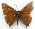  ( - BIOUG06722-A11)  @13 [ ] CreativeCommons - Attribution (2012) CBG Photography Group Centre for Biodiversity Genomics