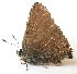  ( - BIOUG06722-A11)  @13 [ ] CreativeCommons - Attribution (2012) CBG Photography Group Centre for Biodiversity Genomics