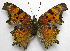  (Polygonia gracilis - BIOUG06722-D02)  @13 [ ] CreativeCommons - Attribution (2012) CBG Photography Group Centre for Biodiversity Genomics