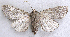  ( - BIOUG06722-D09)  @11 [ ] CreativeCommons - Attribution (2012) CBG Photography Group Centre for Biodiversity Genomics