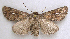  ( - BIOUG06722-D10)  @14 [ ] CreativeCommons - Attribution (2012) CBG Photography Group Centre for Biodiversity Genomics