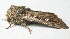  ( - BIOUG06722-D10)  @12 [ ] CreativeCommons - Attribution (2012) CBG Photography Group Centre for Biodiversity Genomics