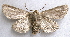  ( - BIOUG06722-D10)  @13 [ ] CreativeCommons - Attribution (2012) CBG Photography Group Centre for Biodiversity Genomics