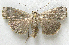  (Abagrotis variata - BIOUG06722-E08)  @14 [ ] CreativeCommons - Attribution (2012) CBG Photography Group Centre for Biodiversity Genomics