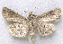  ( - BIOUG06722-E10)  @13 [ ] CreativeCommons - Attribution (2012) CBG Photography Group Centre for Biodiversity Genomics