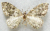  ( - BIOUG06722-E12)  @13 [ ] CreativeCommons - Attribution (2012) CBG Photography Group Centre for Biodiversity Genomics