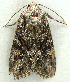  ( - BIOUG06722-F04)  @13 [ ] CreativeCommons - Attribution (2012) CBG Photography Group Centre for Biodiversity Genomics