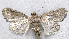  ( - BIOUG06722-F04)  @13 [ ] CreativeCommons - Attribution (2012) CBG Photography Group Centre for Biodiversity Genomics