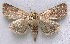  ( - BIOUG06722-F06)  @14 [ ] CreativeCommons - Attribution (2012) CBG Photography Group Centre for Biodiversity Genomics
