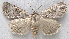  (Xestia mustelina - BIOUG06722-F07)  @14 [ ] CreativeCommons - Attribution (2012) CBG Photography Group Centre for Biodiversity Genomics