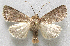  ( - BIOUG06722-F11)  @14 [ ] CreativeCommons - Attribution (2012) CBG Photography Group Centre for Biodiversity Genomics