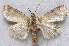  ( - BIOUG06722-F11)  @14 [ ] CreativeCommons - Attribution (2012) CBG Photography Group Centre for Biodiversity Genomics