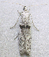 ( - BIOUG06722-G01)  @12 [ ] CreativeCommons - Attribution (2012) CBG Photography Group Centre for Biodiversity Genomics
