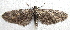  ( - BIOUG06722-G04)  @13 [ ] CreativeCommons - Attribution (2012) CBG Photography Group Centre for Biodiversity Genomics