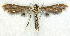  ( - BIOUG06722-G06)  @12 [ ] CreativeCommons - Attribution (2012) CBG Photography Group Centre for Biodiversity Genomics