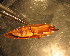  ( - C12JMZGL6B)  @12 [ ] Unspecified (default): All Rights Reserved  Unspecified Unspecified