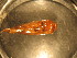  (Calyptra lata - E11JMZL20B)  @12 [ ] Unspecified (default): All Rights Reserved  Unspecified Unspecified