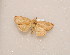  ( - G11Ccanadensis)  @12 [ ] Unspecified (default): All Rights Reserved  Unspecified Unspecified