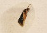  ( - F02JMZGnutrix)  @12 [ ] Unspecified (default): All Rights Reserved  Unspecified Unspecified