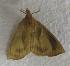  (Calyptra lata - JMZA3-003)  @12 [ ] Unspecified (default): All Rights Reserved  Unspecified Unspecified
