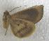  (Calyptra gruesa - JMZB10-010)  @13 [ ] Unspecified (default): All Rights Reserved  Unspecified Unspecified