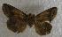 (Gonodonta parens - JMZD2-002)  @13 [ ] Unspecified (default): All Rights Reserved  Unspecified Unspecified