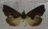  (Plusiodonta dimorpha - JMZE4-004)  @13 [ ] Unspecified (default): All Rights Reserved  Unspecified Unspecified