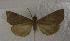  (Plusiodonta miranda - JMZE5-005)  @13 [ ] Unspecified (default): All Rights Reserved  Unspecified Unspecified
