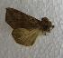  (Oraesia honesta - JMZE7-007)  @12 [ ] Unspecified (default): All Rights Reserved  Unspecified Unspecified