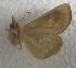  (Calyptra orthograpta - JMZF10-010)  @12 [ ] Unspecified (default): All Rights Reserved  Unspecified Unspecified