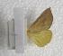  (Calyptra subnubila - JMZF3-003)  @13 [ ] Unspecified (default): All Rights Reserved  Unspecified Unspecified