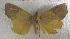  (Calyptra ophideroides - JMZF5-005)  @13 [ ] Unspecified (default): All Rights Reserved  Unspecified Unspecified
