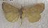  (Calyptra fletcheri - JMZF6-006)  @13 [ ] Unspecified (default): All Rights Reserved  Unspecified Unspecified