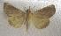 (Calyptra eustrigata - JMZF7-007)  @13 [ ] Unspecified (default): All Rights Reserved  Unspecified Unspecified