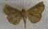  (Calyptra parva - JMZF9-009)  @13 [ ] Unspecified (default): All Rights Reserved  Unspecified Unspecified