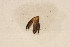  (Plusiodonta casta - F04JMZPcasta)  @12 [ ] Unspecified (default): All Rights Reserved  Unspecified Unspecified