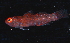  (Eviota sp.1RedSea - JOD_0615)  @11 [ ] CreativeCommons - Attribution Non-Commercial Share-Alike (2015) Matthieu Leray National Museum of Natural History, Smithsonian Institution
