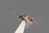  ( - Protapanteles_bombycis_male_paratype_2)  @11 [ ] Unspecified (default): All Rights Reserved  Unspecified Unspecified