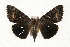  (Catocala epione - JRLAA-026)  @14 [ ] CreativeCommons - Attribution (2009) Unspecified Centre for Biodiversity Genomics