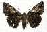 ( - JRLAA-032)  @14 [ ] CreativeCommons - Attribution (2009) Unspecified Centre for Biodiversity Genomics