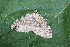  (Euphyia cf. adumbraria - CJSI23086)  @11 [ ] by-nc-sa (2023) J. Schmid Unspecified